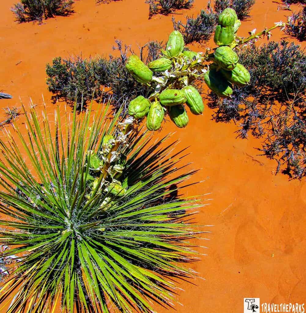 Yucca plant with green seed pods in orange desert sand.

