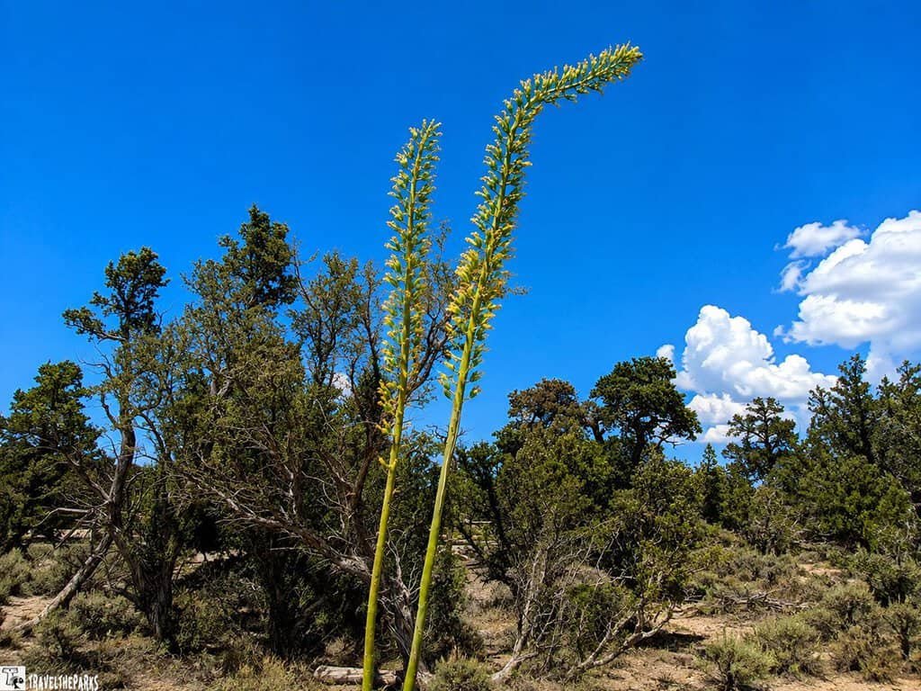 Banana Yucca Plant Grand Canyon South Rim