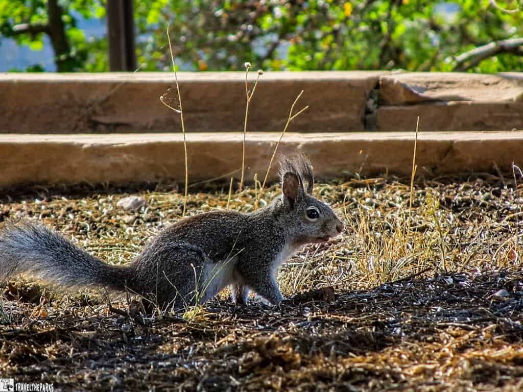 Aberts Squirrel with tufted ears on a pine needle-covered forest floor near a tree trunk.