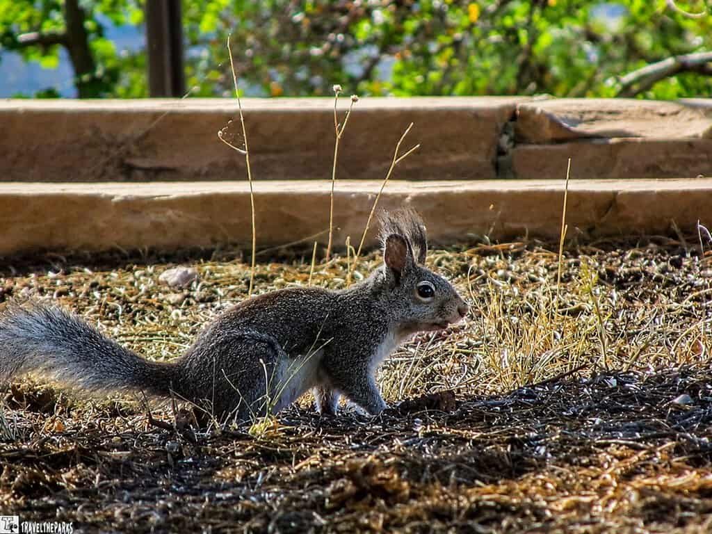 Aberts Squirrel with tufted ears on a pine needle-covered forest floor near a tree trunk.