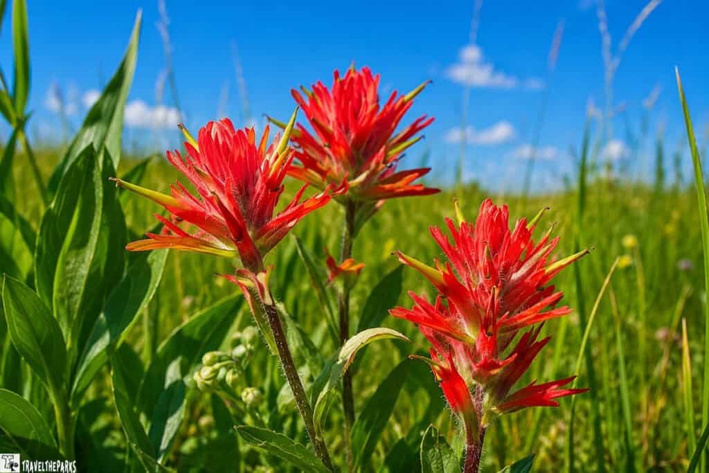 Indian Paintbrush Flower North Rim