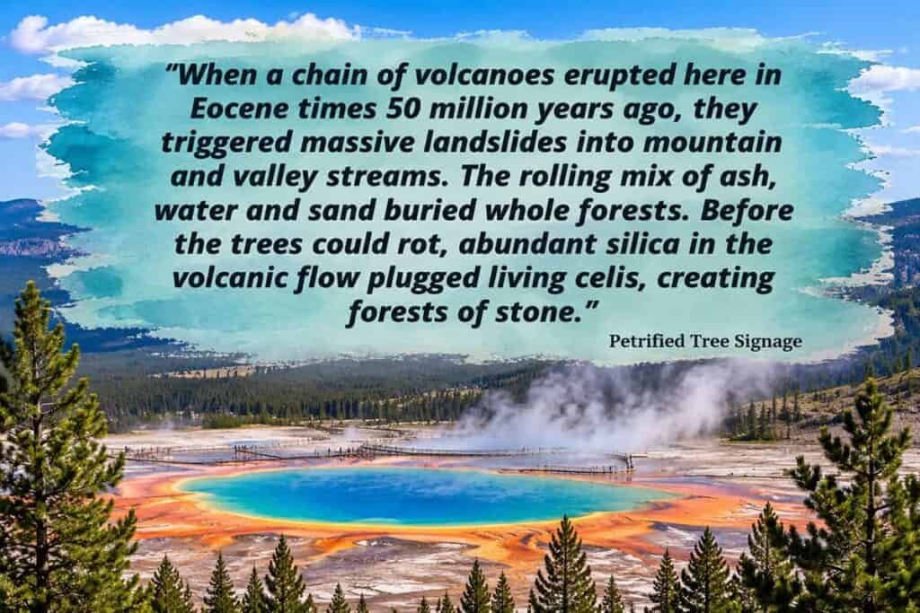 Text on a blue watercolor background discussing volcanic eruptions and petrified forests.

Transcribed Text:

"When a chain of volcanoes erupted here in Eocene times 50 million years ago, they triggered massive landslides into mountain and valley streams. The rolling mix of ash, water and sand buried whole forests. Before the trees could rot, abundant silica in the volcanic flow plugged living cells, creating forests of stone.” Petrified Tree Signage.