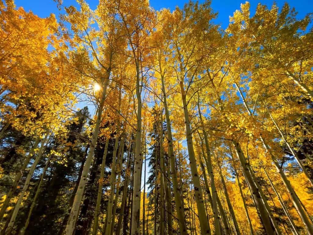 A tall grove of aspen trees with bright yellow leaves under a clear blue sky, illuminated by sunlight.