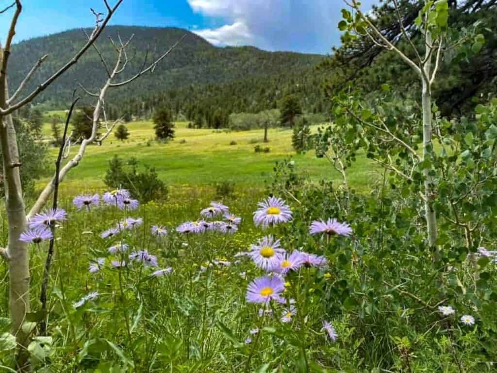 Field of purple wildflowers with trees and mountains in the background under a blue sky.