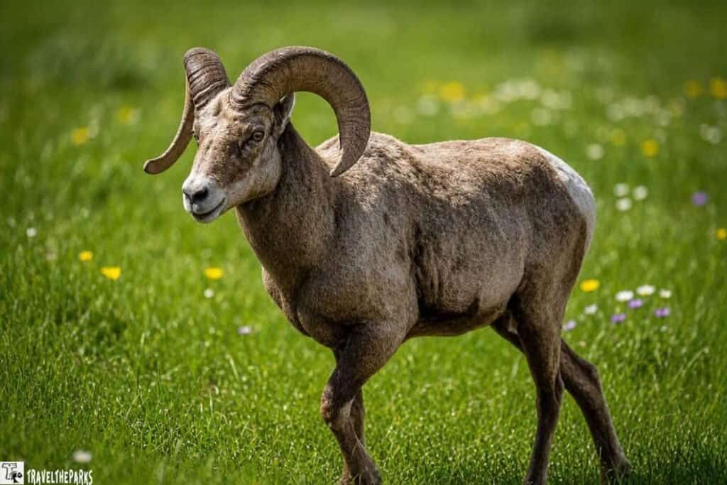 A ram walks gracefully across a grassy field, enjoying the sunny day and vibrant surroundings