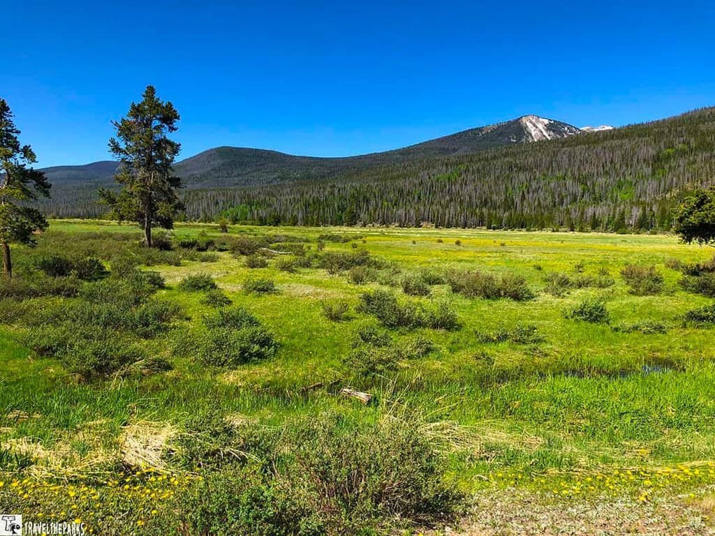 A serene field with trees, framed by the Never summer mountains of Rocky Mountain National Park in the background. Horowitz trail off the Trail Ridge Road.