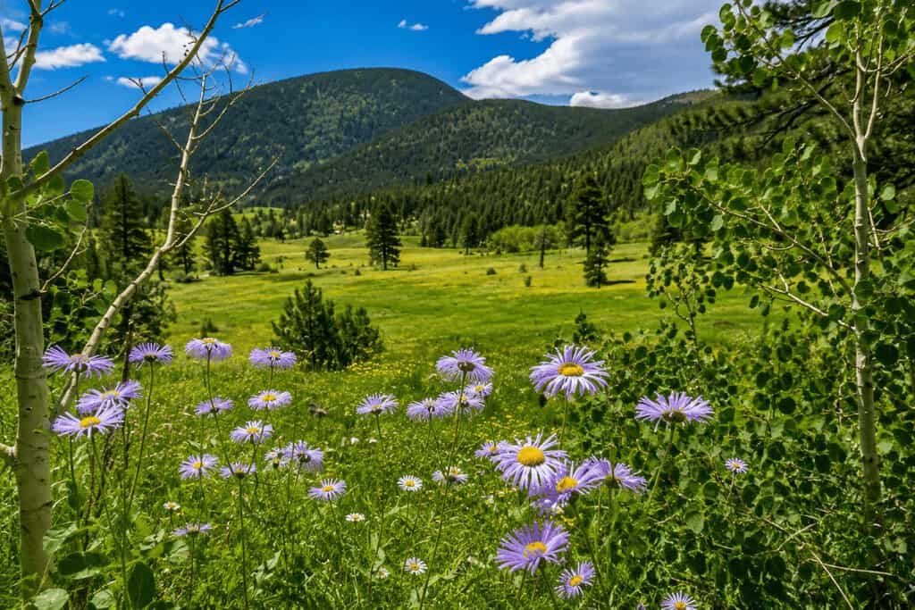 Field of purple wildflowers with trees and mountains in the background under a blue sky.