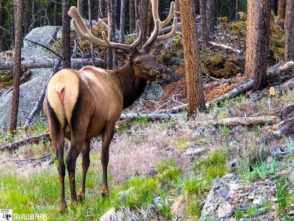 Elk with large antlers in a forest in Rocky Mountain Elk along the Bear Lake Road