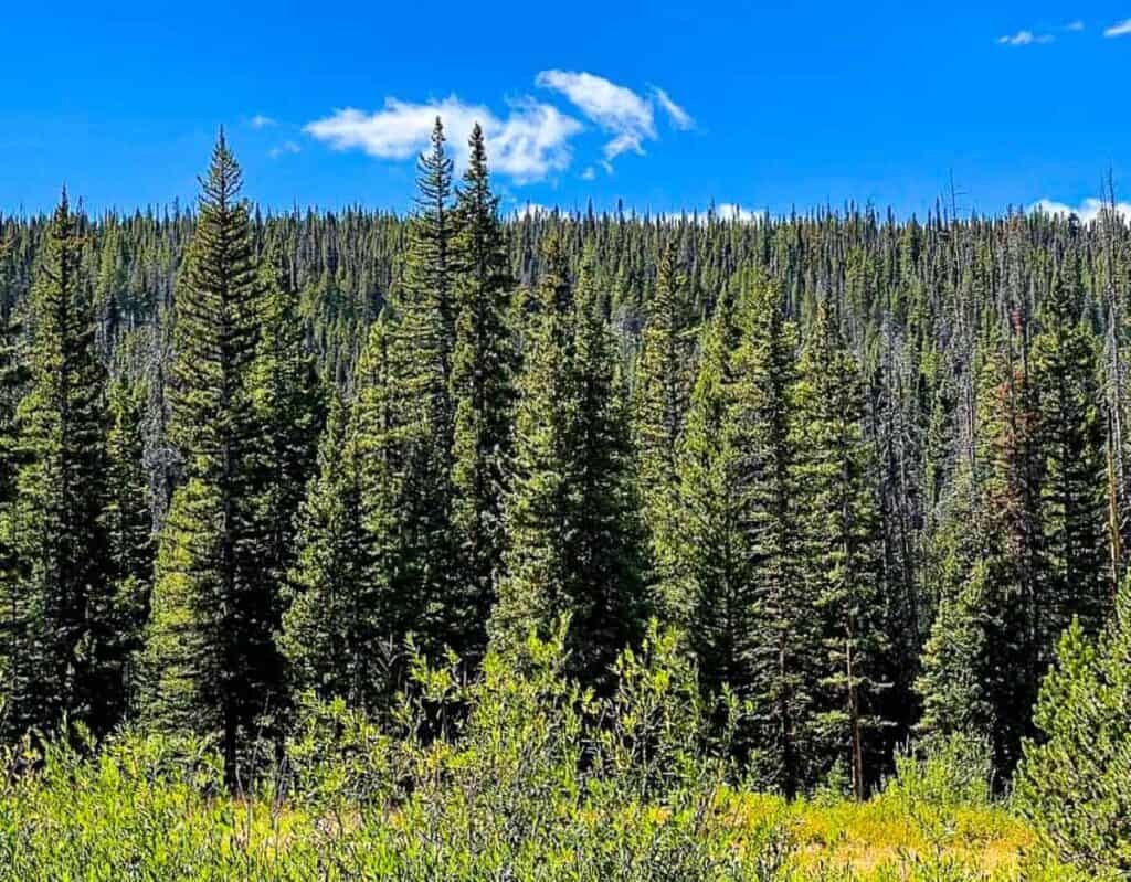 Dense evergreen forest under a bright blue sky with clouds.