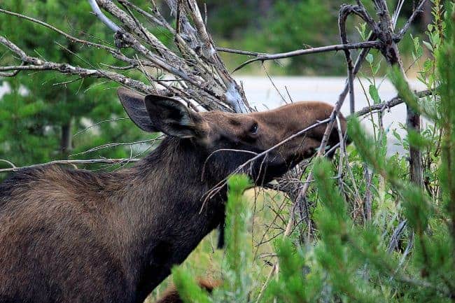 Moose among branches eating leaves in Rocky Mountain National Park.