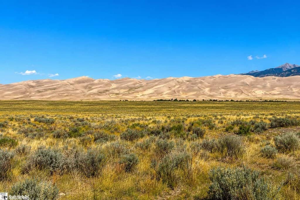 A wide view of Great Sand Dunes National Park featuring a grassy foreground with sagebrush, rising sand dunes in the middle ground, and mountains under a bright blue sky.