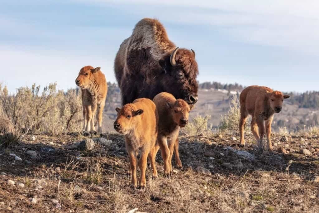 Lamar Valley: A herd of bison grazes on a lush, green meadow against a backdrop of majestic mountains and a clear blue sky with fluffy clouds, conveying tranquility.