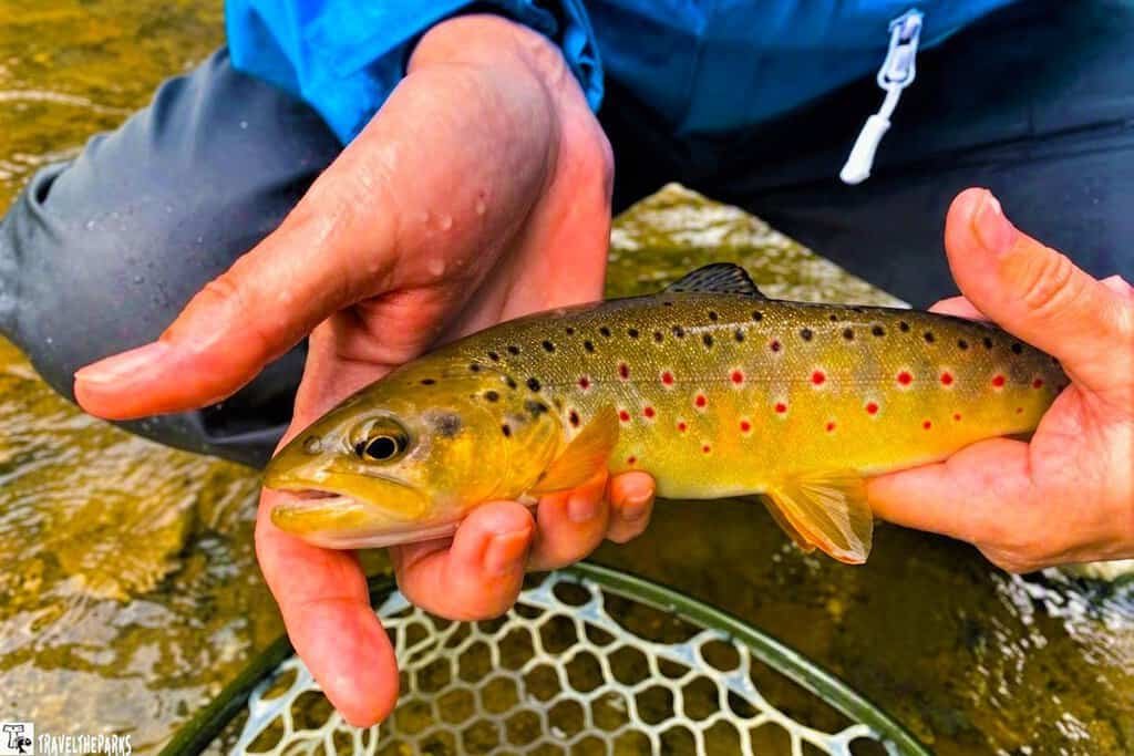 A person holds a brown trout with reddish spots in their hands, with a riverbed in the background and a net partially visible beneath the fish.