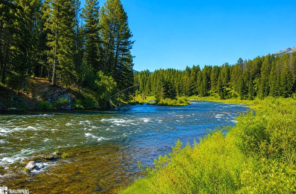 Campfire Lodge Madison River: River flowing briskly through a forested area with sunlight filtering through tall pine trees, casting dappled shadows on the grassy riverbank.