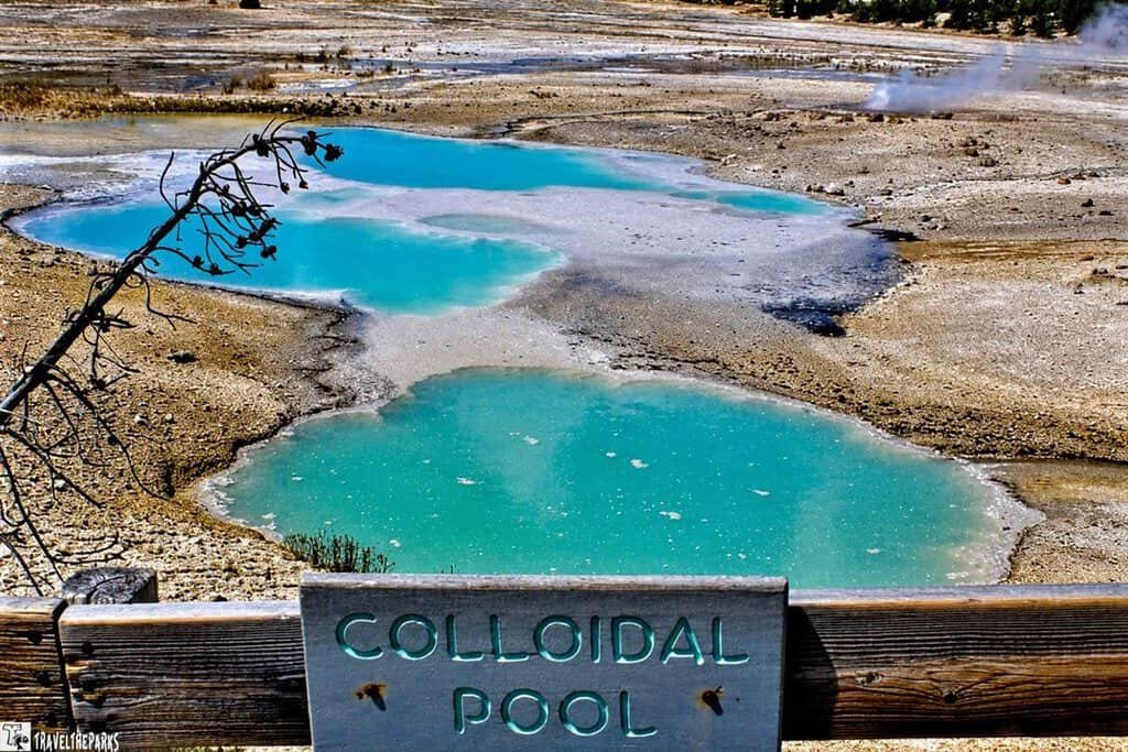 Colloidal Pool-Norris Geyser: Turquoise geothermal Colloidal Pool surrounded by barren beige landscape.
