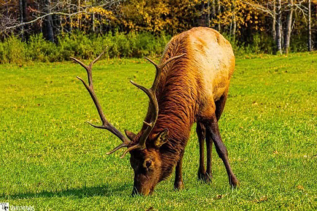 An elk with large antlers grazing on a grassy field with autumn trees in the background in Great Smoky mountains National Park.