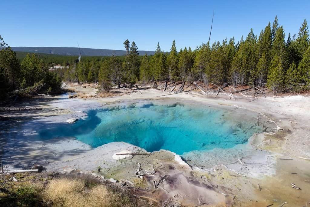 A vibrant turquoise geothermal spring surrounded by light-colored mineral grounds and green pine trees under a clear blue sky.