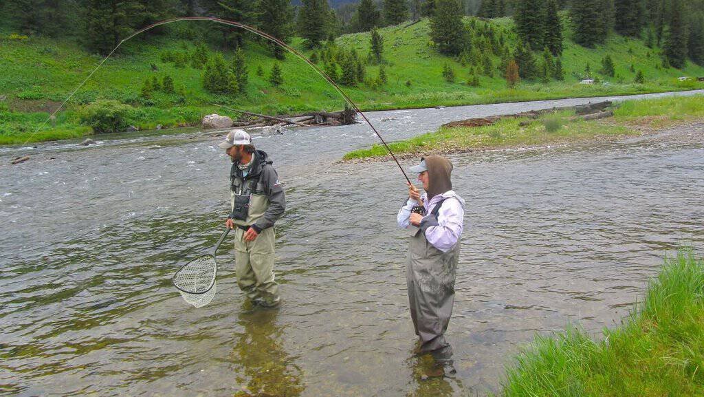 Madison River Fishing Fly-fishing-YNP: Two people in fishing gear stand in a shallow river. One holds a net in the water, examining a catch, while the other adjusts their hat. Surrounding area is lush and green.