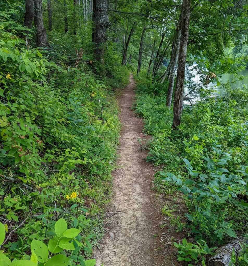 A narrow dirt trail through a dense, green forest with tall trees and lush vegetation.