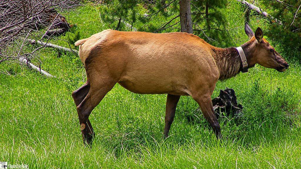 Madison River Elk standing in a grass meadow.