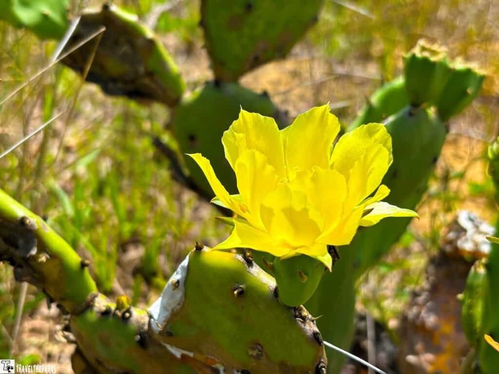 Yellow flower on a prickly pear cactus with green pads.