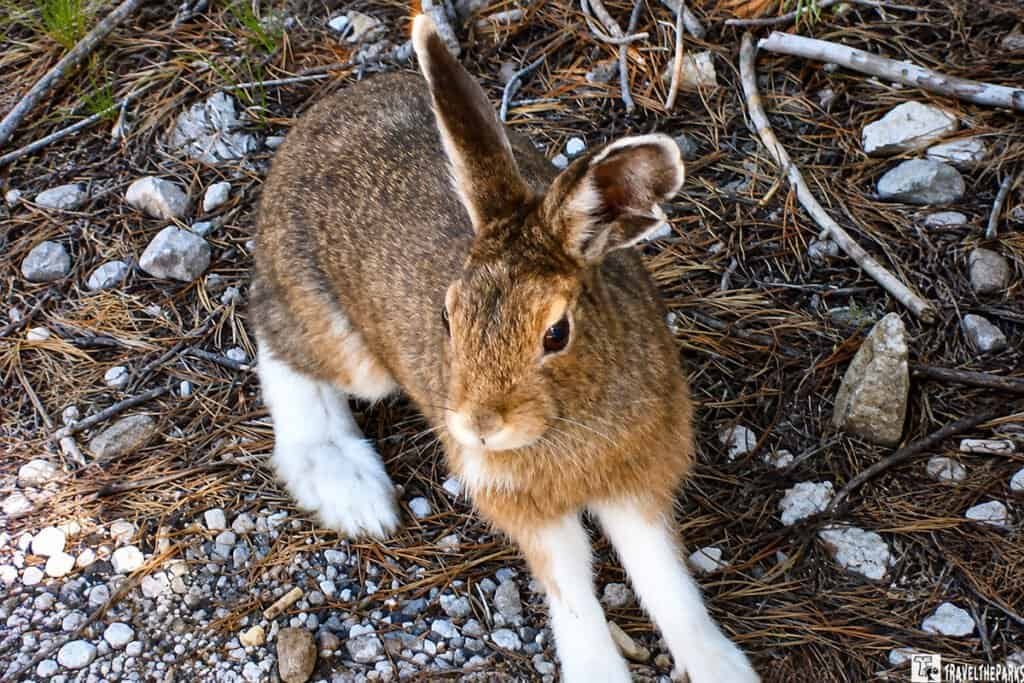 Snowshoe Hare - Norris Geyser Basin in Yellowstone