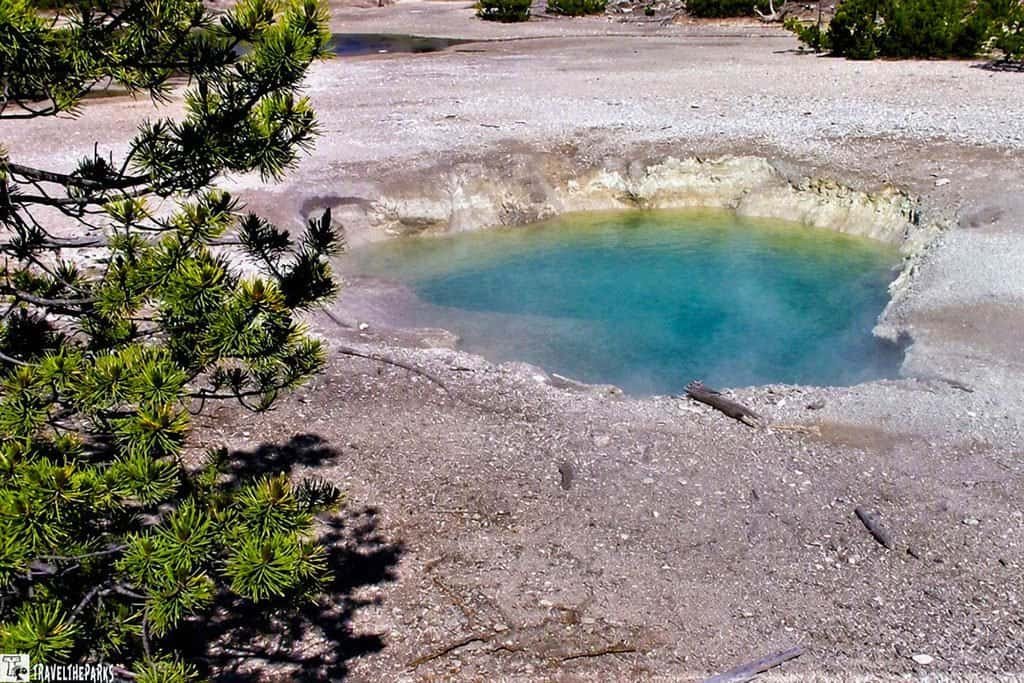 A bright turquoise pool of water surrounded by rocky earth and steam, with green pine needles in the foreground, depicting the Whales Mouth Geyser.