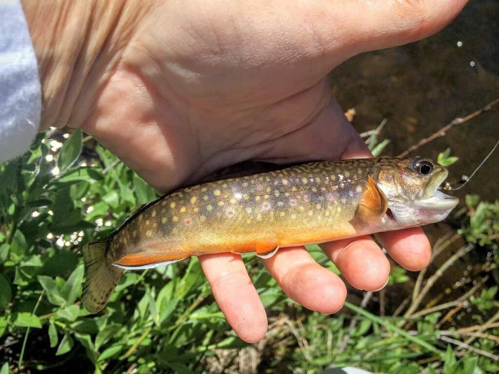 A person holding a small, colorful fish with yellow spots and an orange underside.