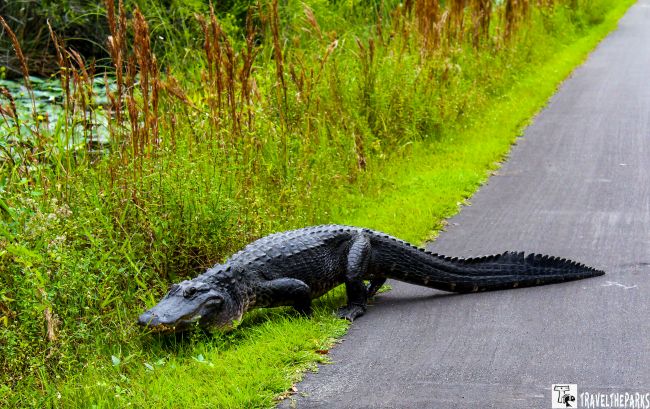 An alligator crossing from a grassy area onto a paved path.