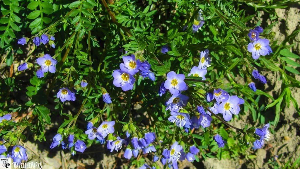 A cluster of Blue Flax flowers with light purple petals and yellow centers, surrounded by green, finely divided leaves, set against an earthy background.