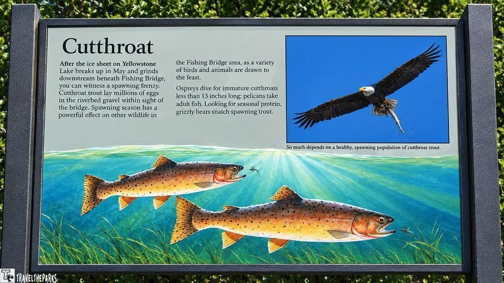 Informational sign about cutthroat trout with illustrations of the fish and an osprey, detailing their spawning habits in Yellowstone Lake and the wildlife attracted to the area.