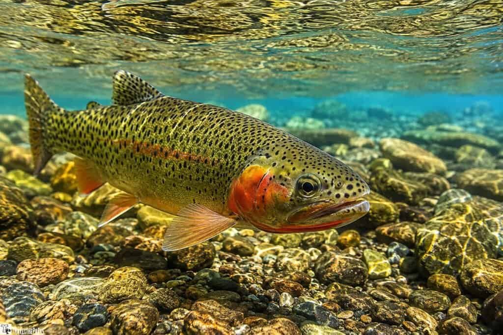 A cutthroat trout swims above a rocky streambed, showcasing its colorful spotted body and vibrant orange markings in the clear blue water.