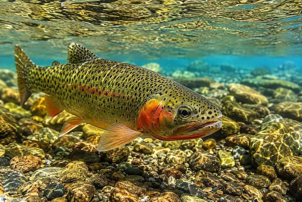 A cutthroat trout swims above a rocky streambed, showcasing its colorful spotted body and vibrant orange markings in the clear blue water.