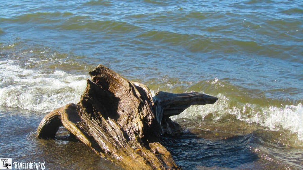 Driftwood on the shore of Lake Yellowstone