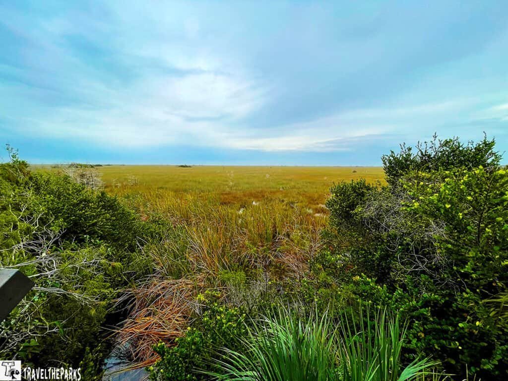 River of Grass _Everglades National Park: Vast field with golden grass under a cloudy sky suggesting an impending storm.