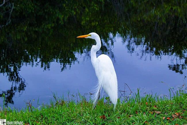 Close-up of a white bird with an orange-yellow beak against a background of Everglade waters.
