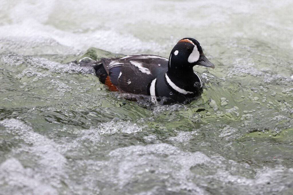 A harlequin duck glides through the rippling waters of Yellowstone's Hayden Valley.