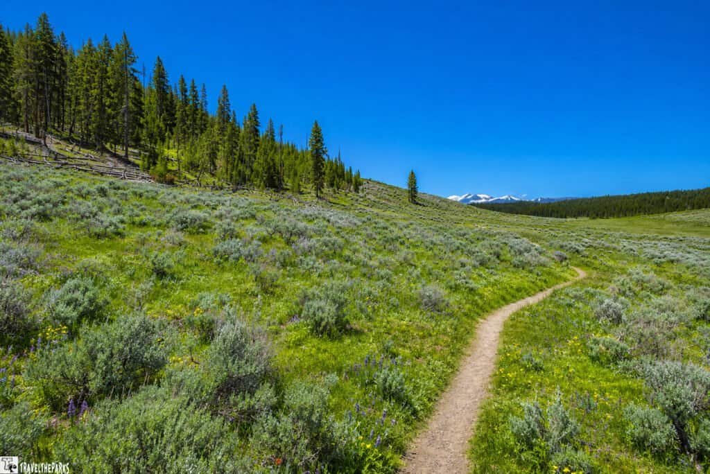 A picturesque mountain trail in Yellowstone's Hayden Valley, lined with trees and grassy areas.