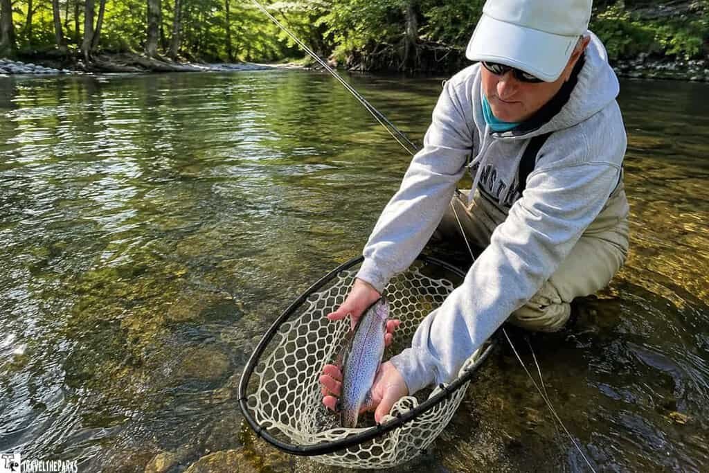 A person in a gray hoodie kneels in the Oconaluftee River, holding a rainbow trout over a mesh fishing net. Lush green trees frame the scene.

