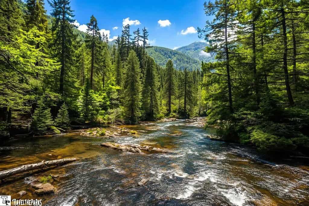 A river flows through a lush green forest, lined with tall coniferous trees and illuminated by bright sunlight against a blue sky with white clouds.