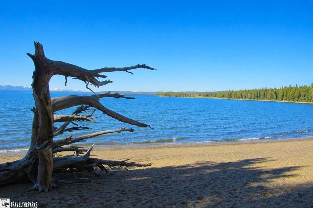 A weathered tree trunk with long branches stands by a calm lake with a sandy shore and distant forested hills under a clear blue sky.