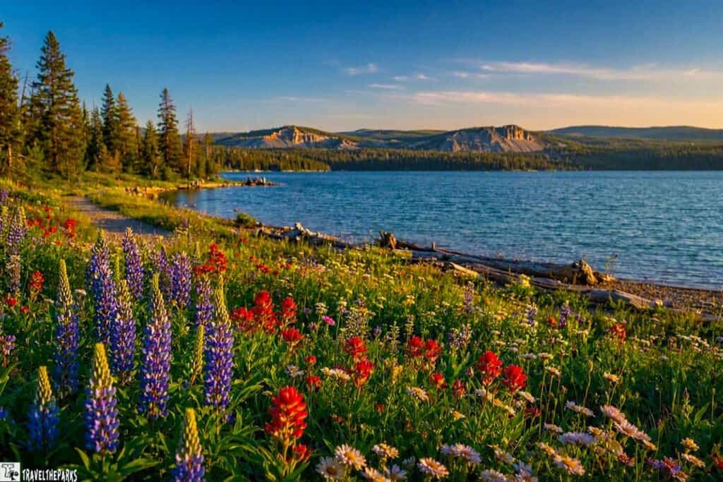 A vibrant lakeside view of Yellowstone Lake, featuring wildflowers in the foreground and a tranquil body of water under a clear blue sky.