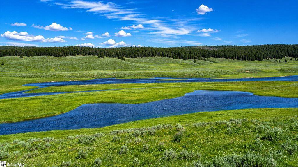 A lush green field with the Yellowstone River flowing through the center in Hayden Valley.
