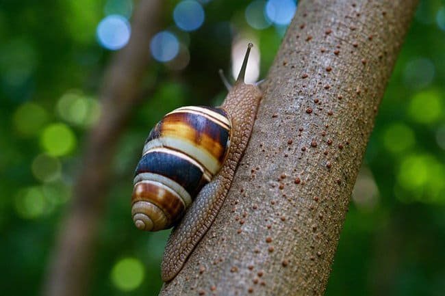 Liguus Tree Snail: Close-up of a snail with a striped, colorful shell climbing a tree trunk. The background is blurred with soft greens and hints of blue, creating a calm, natural setting.