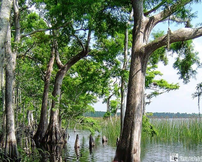 cypress trees along the shoreline of a lake in the Everglades