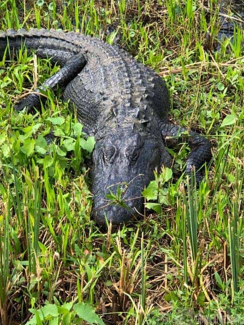 Alligator lying on grass in a wetland area.