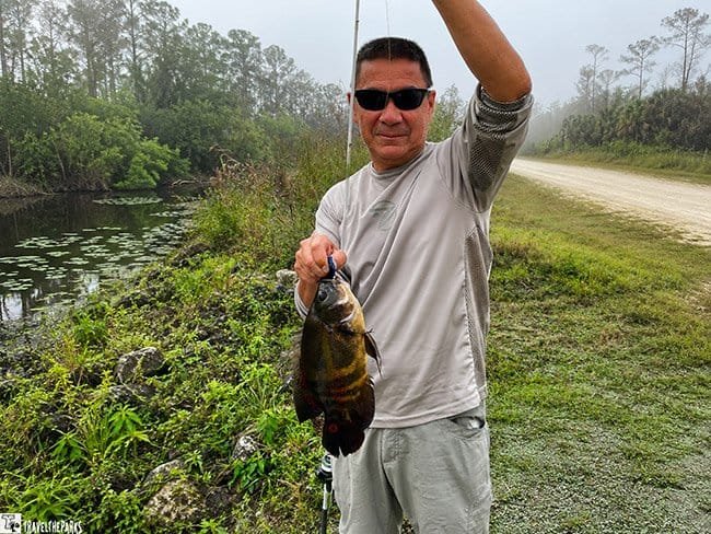 Fish in Big Cypress-Oscar (Astronotus ocellatus): A person in a gray shirt holds a colorful fish with a blue lure. The fish has a dark body with red spots. Green foliage is visible in the background.