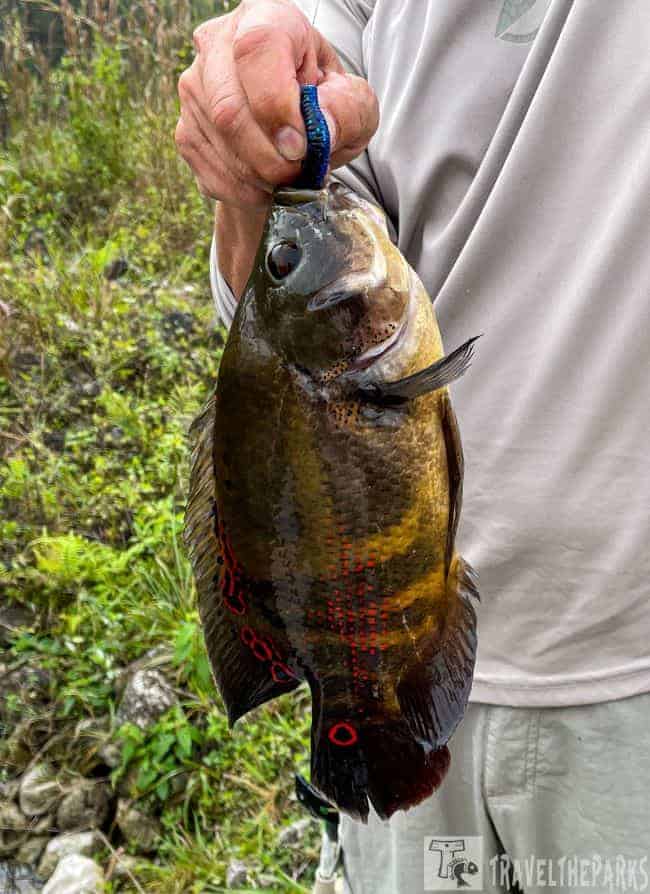 A person holding a dark brown fish with orange and red accents using a blue grip tool. Fish in Big Cypress NP-Oscar (Astronotus ocellatus)