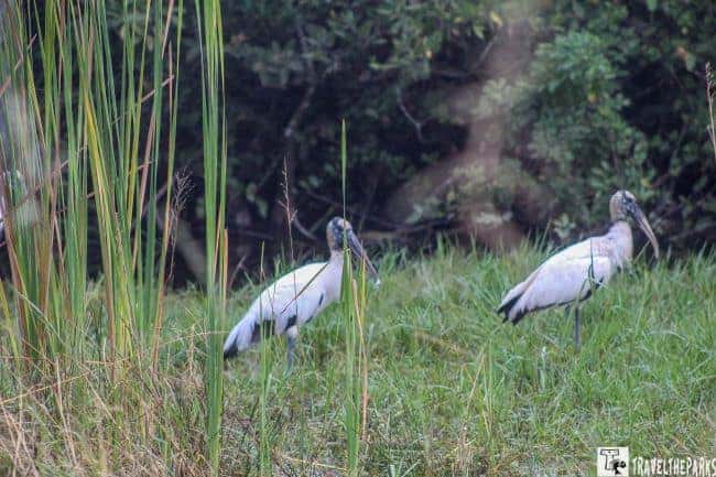 Two white Wood Storks birds with long beaks and slender legs stand in a grassy area with tall reeds, against a backdrop of dense foliage.