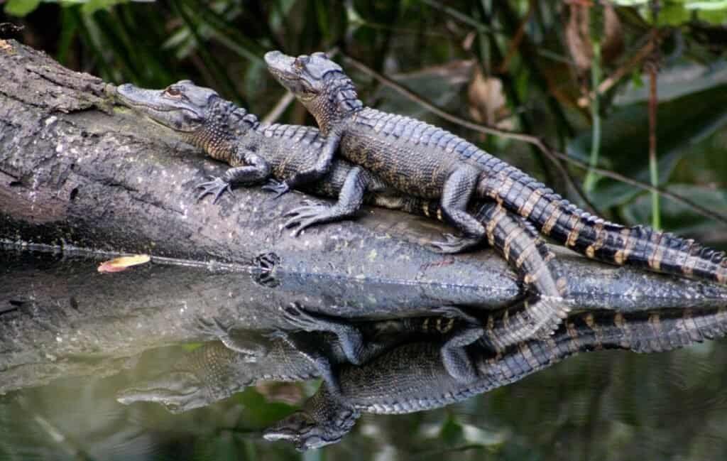 Two juvenile alligators resting on a log above reflective water in the Everglades.